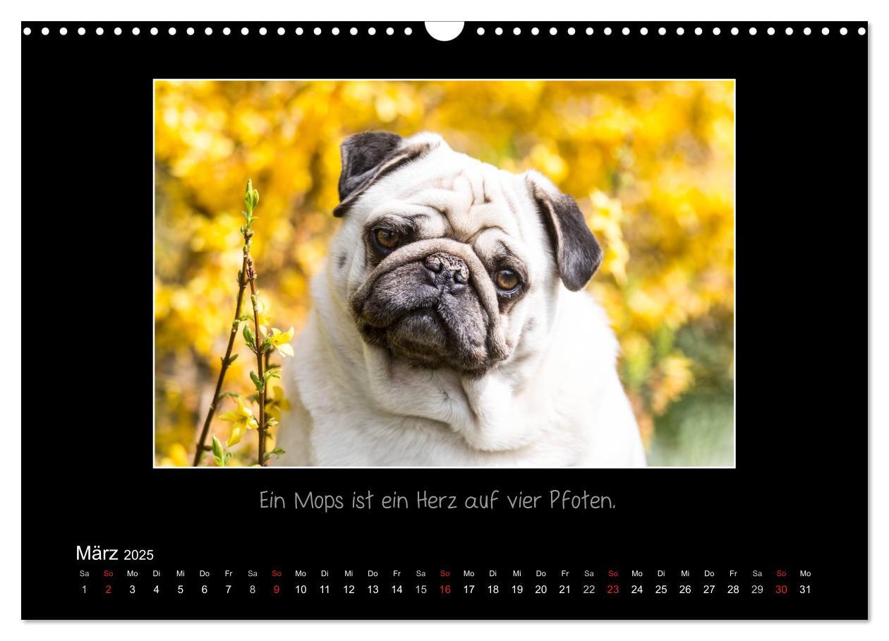 Bild: 9783435713288 | Möpse 2025 (Wandkalender 2025 DIN A3 quer), CALVENDO Monatskalender