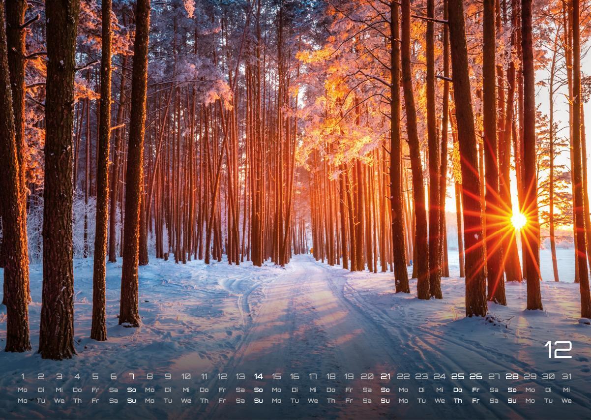 Bild: 9783986734480 | Wald - Erholung für Mensch und Tier - 2025 - Kalender DIN A3 | 15 S.