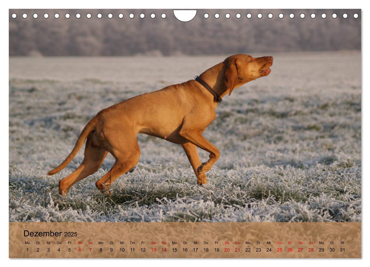 Bild: 9783435307920 | Magyar Vizsla - Ungarischer Vorstehhund (Wandkalender 2025 DIN A4...