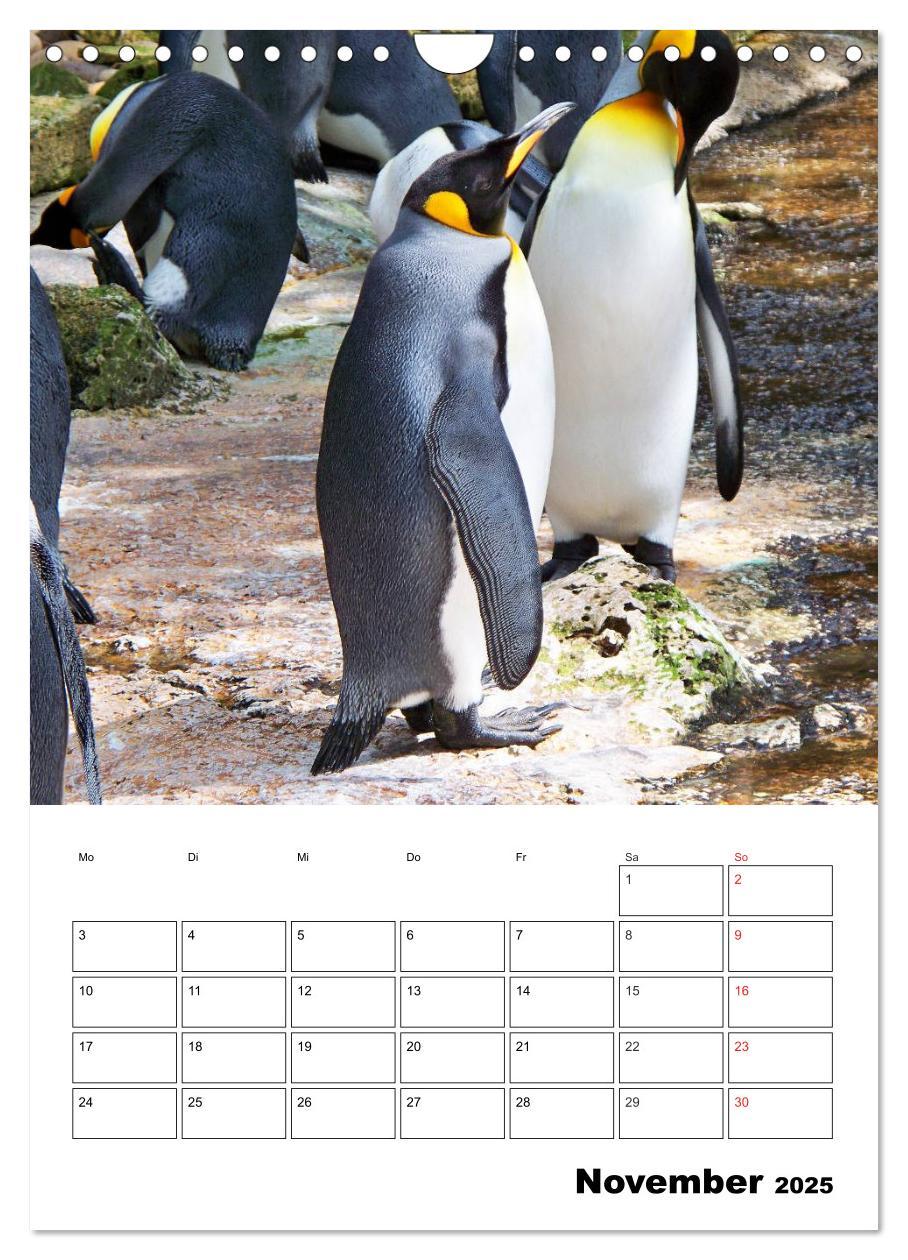 Bild: 9783457035726 | Pinguine. Familienglück im Eis (Wandkalender 2025 DIN A4 hoch),...