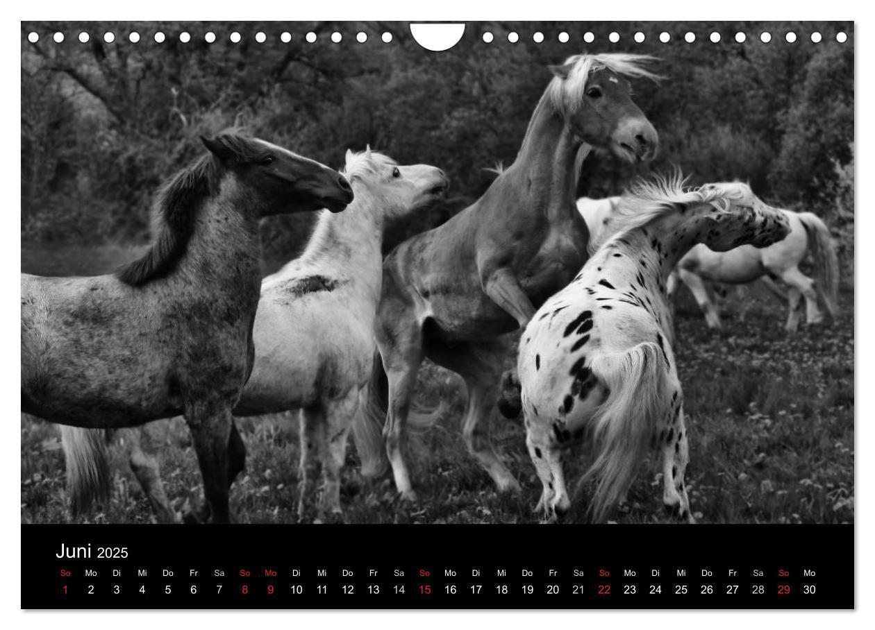 Bild: 9783435770298 | Pferde 2025 Wild Thing (Wandkalender 2025 DIN A4 quer), CALVENDO...