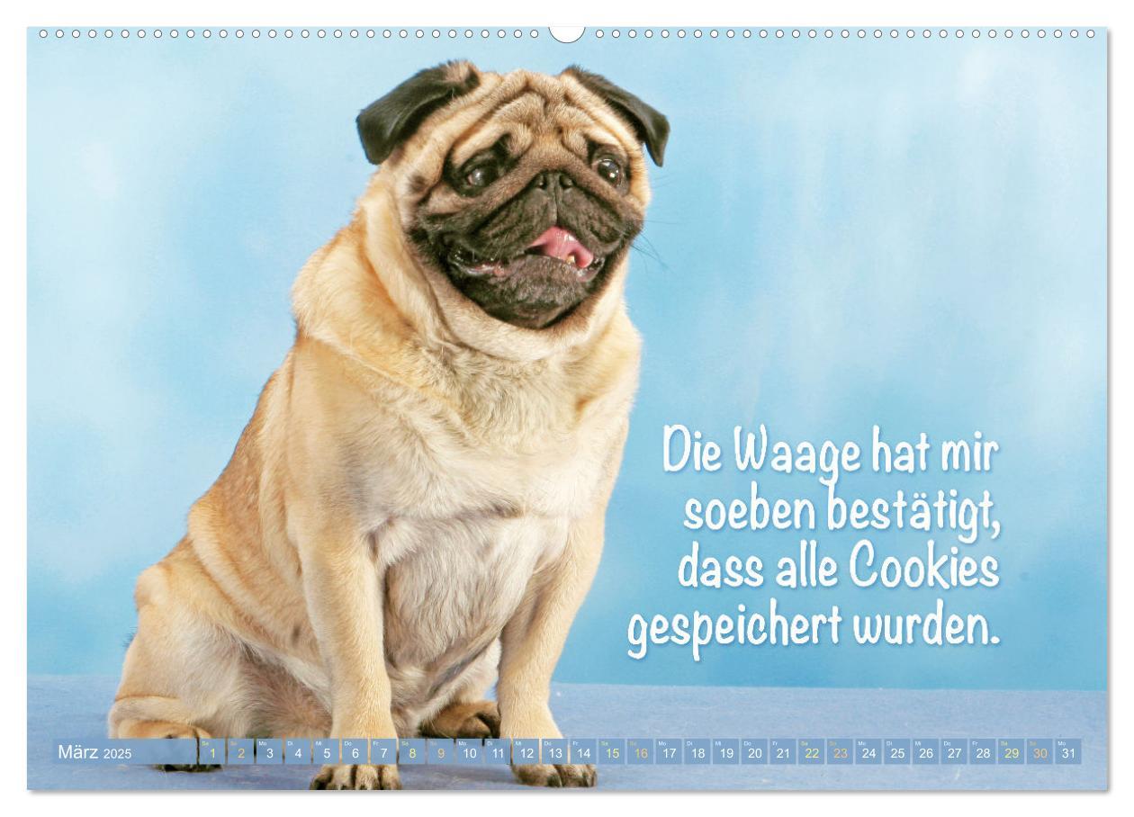 Bild: 9783457167205 | Lächeln mit Mops (Wandkalender 2025 DIN A2 quer), CALVENDO...