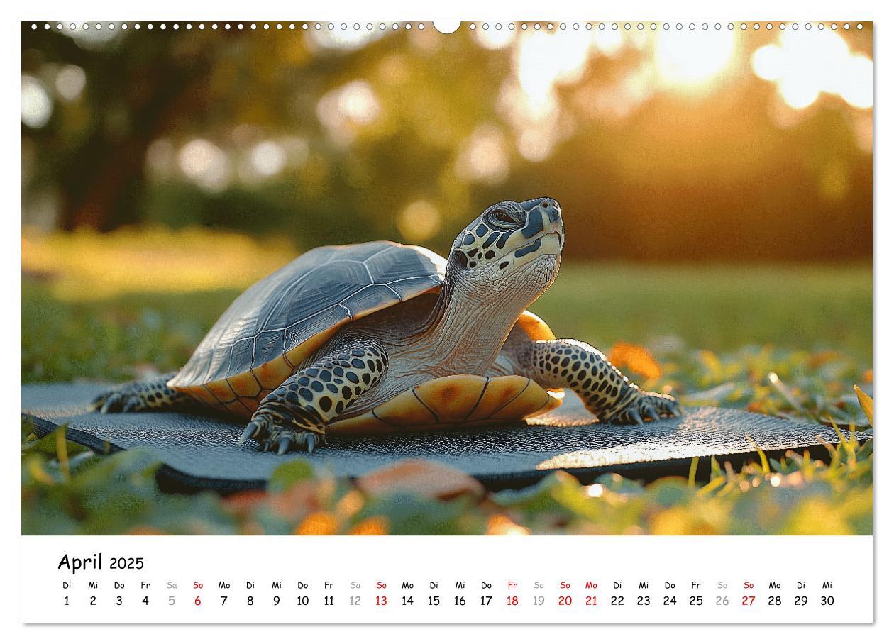 Bild: 9783457215852 | CHILL MAL - Entspannte Schildkröten beim Faulenzen (Wandkalender...