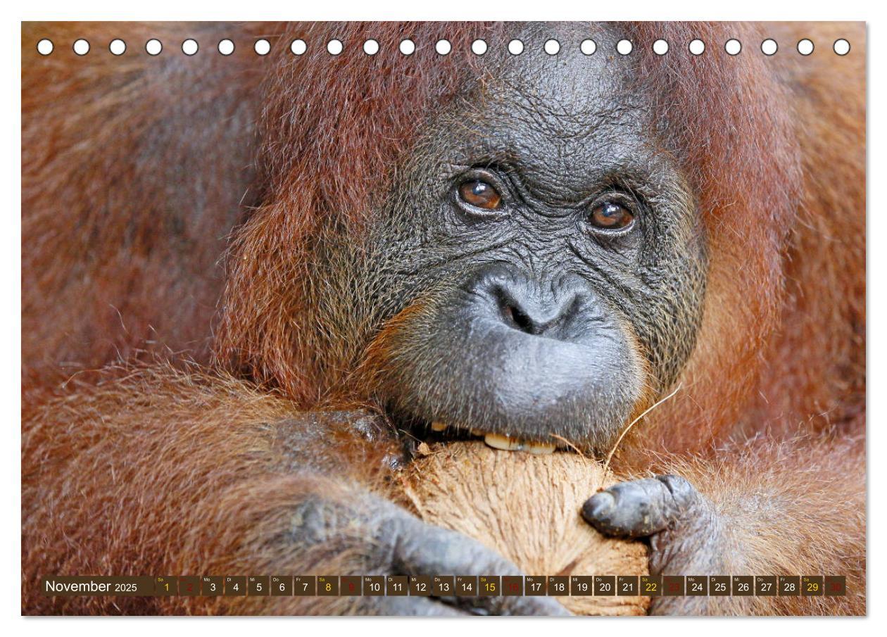 Bild: 9783435355327 | Waldmenschen - Orang Utans auf Borneo (Tischkalender 2025 DIN A5...