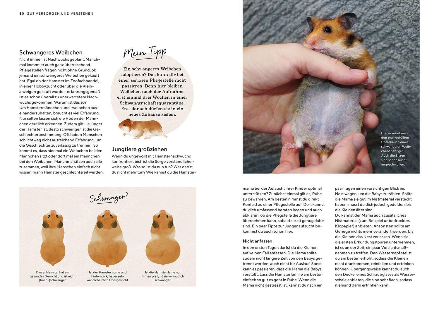 Bild: 9783440178546 | Hamster | Saskia Rößner | Taschenbuch | Mein Tier | 96 S. | Deutsch