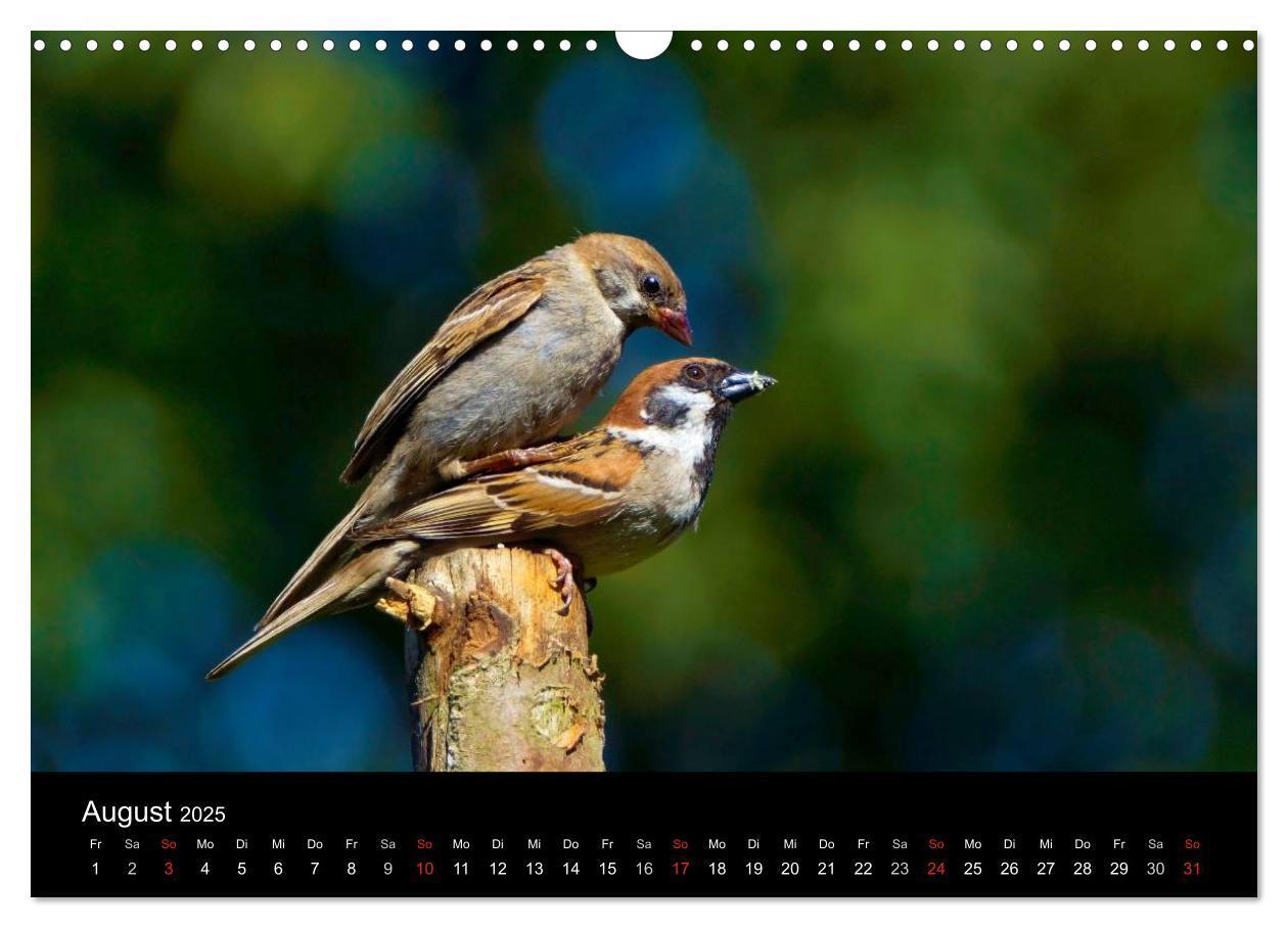 Bild: 9783435626144 | Singvögel in Deutschland (Wandkalender 2025 DIN A3 quer), CALVENDO...