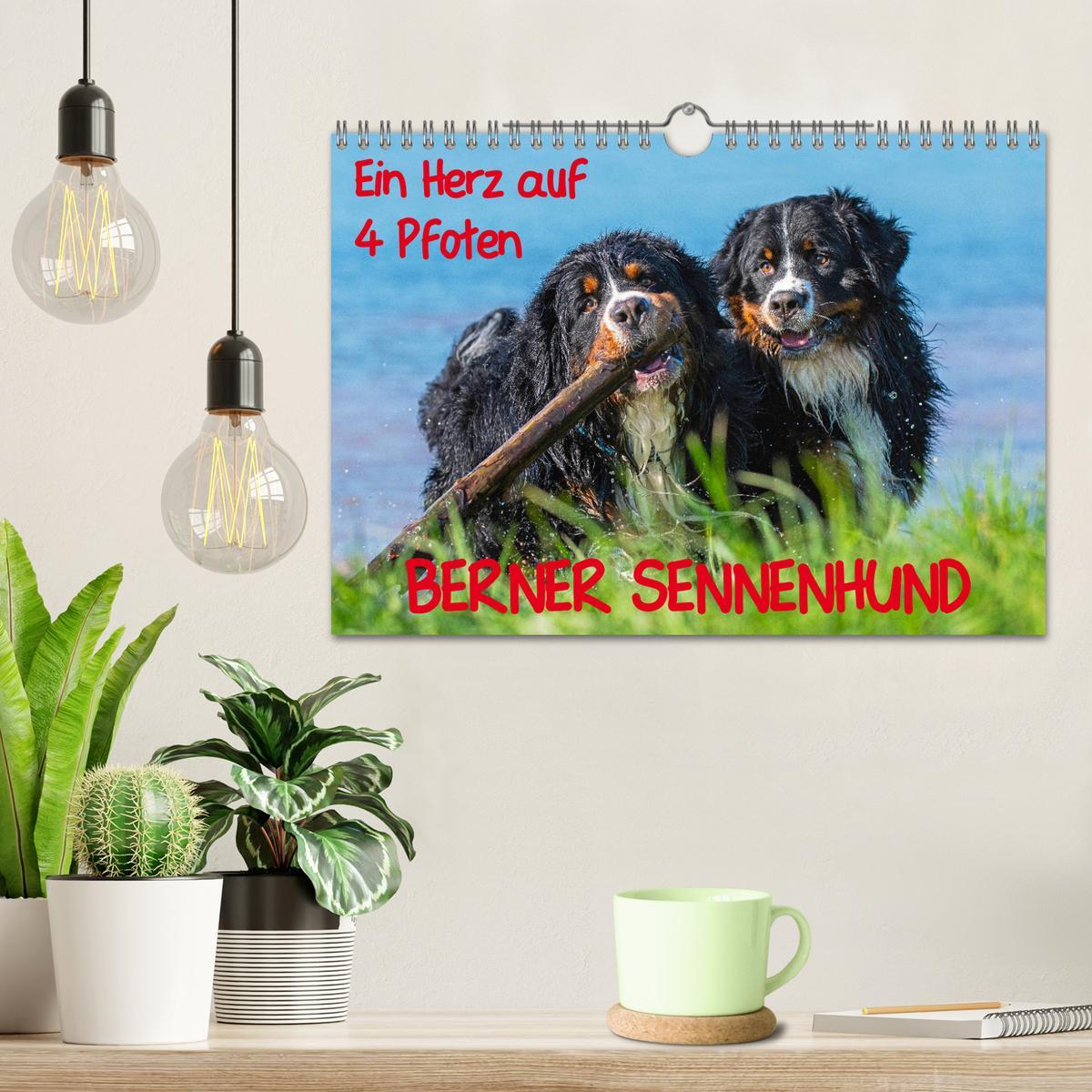 Bild: 9783435315727 | Ein Herz auf 4 Pfoten - Berner Sennenhund (Wandkalender 2025 DIN A4...