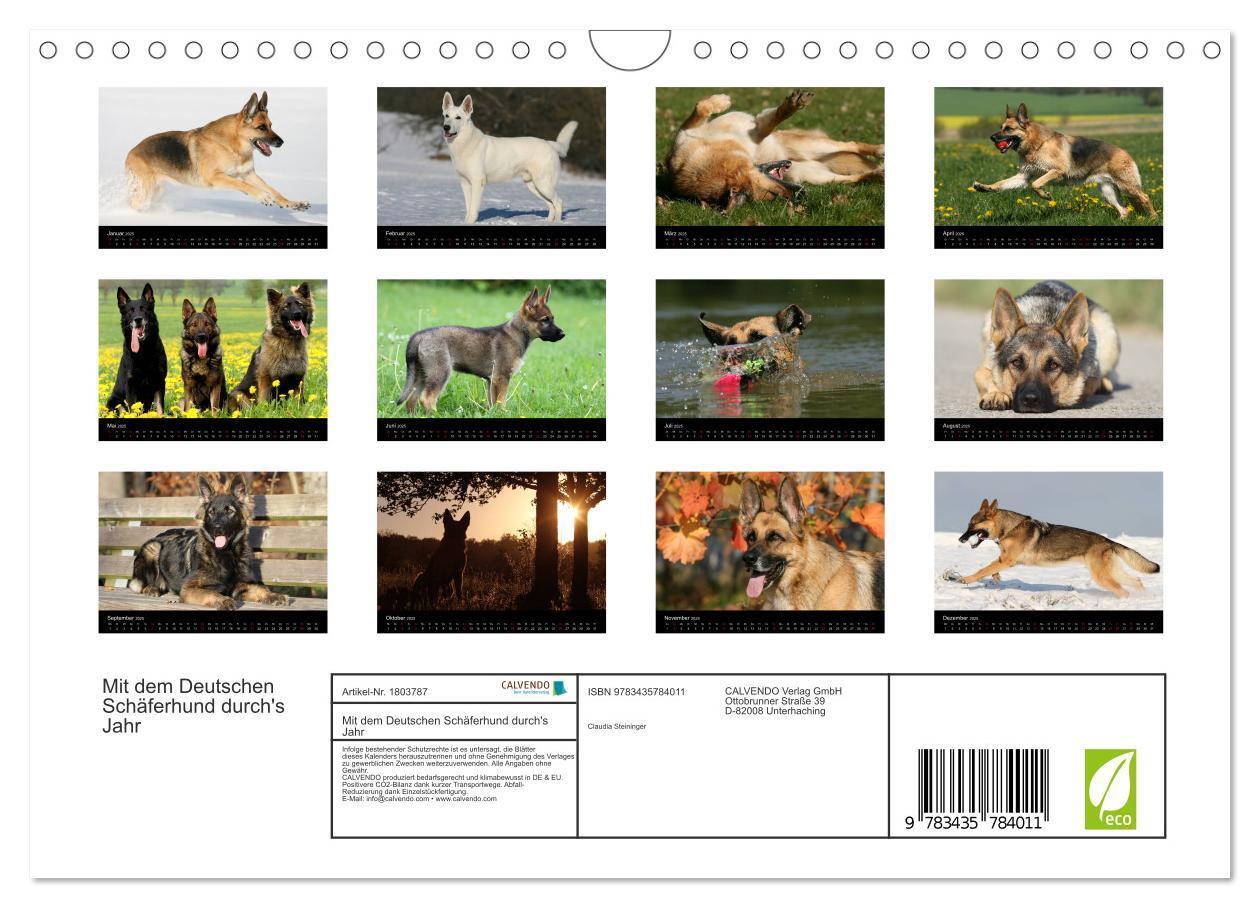 Bild: 9783435784011 | Mit dem Deutschen Schäferhund durch's Jahr (Wandkalender 2025 DIN...