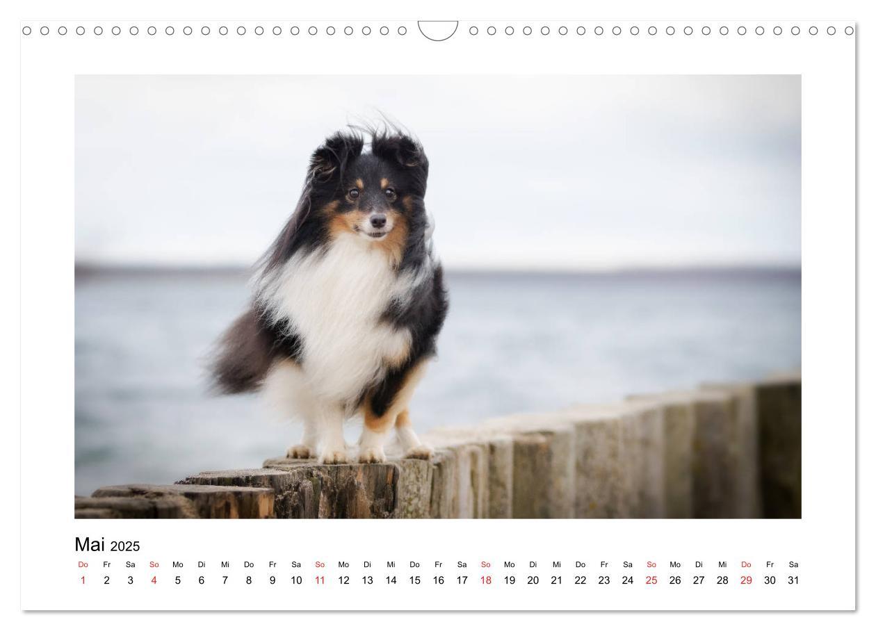 Bild: 9783435307944 | Herzensshelties - Shetland Sheepdogs (Wandkalender 2025 DIN A3...