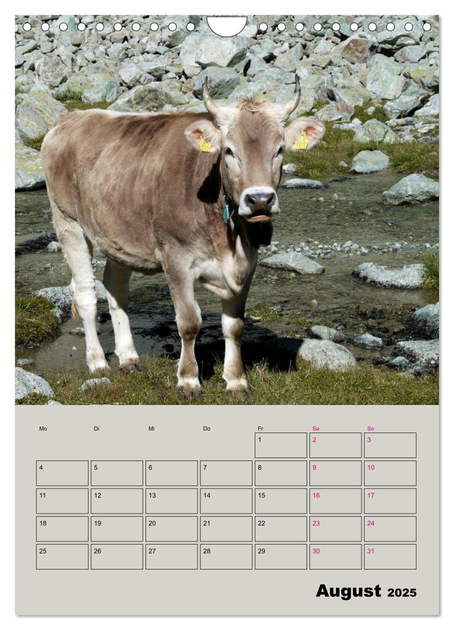 Bild: 9783435970292 | Kuhportraits Hornkühe (Wandkalender 2025 DIN A4 hoch), CALVENDO...