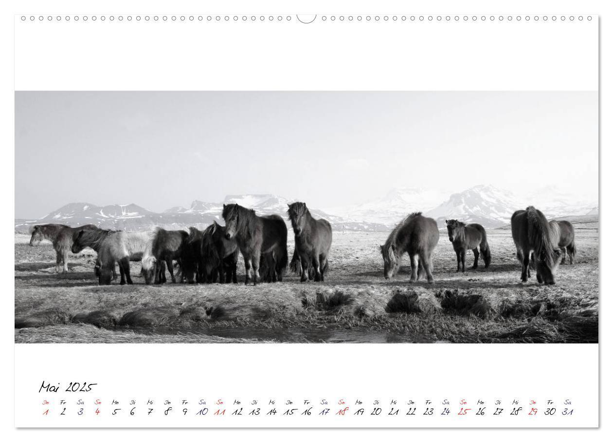 Bild: 9783435760251 | Islandpferde von Brimilsvellir (hochwertiger Premium Wandkalender...