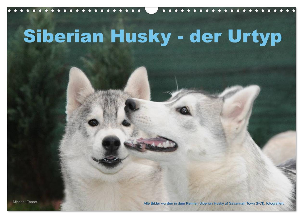 Cover: 9783435747856 | Siberian Husky - der Urtyp (Wandkalender 2025 DIN A3 quer),...