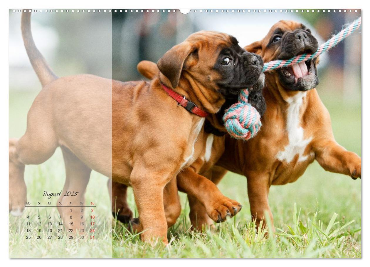 Bild: 9783435822409 | Deutscher Boxer 2025 (Wandkalender 2025 DIN A2 quer), CALVENDO...