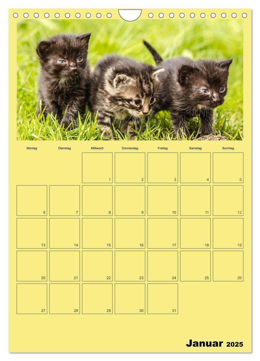 Bild: 9783457060391 | Mit Katzen durchs Jahr / Planer (Wandkalender 2025 DIN A4 hoch),...