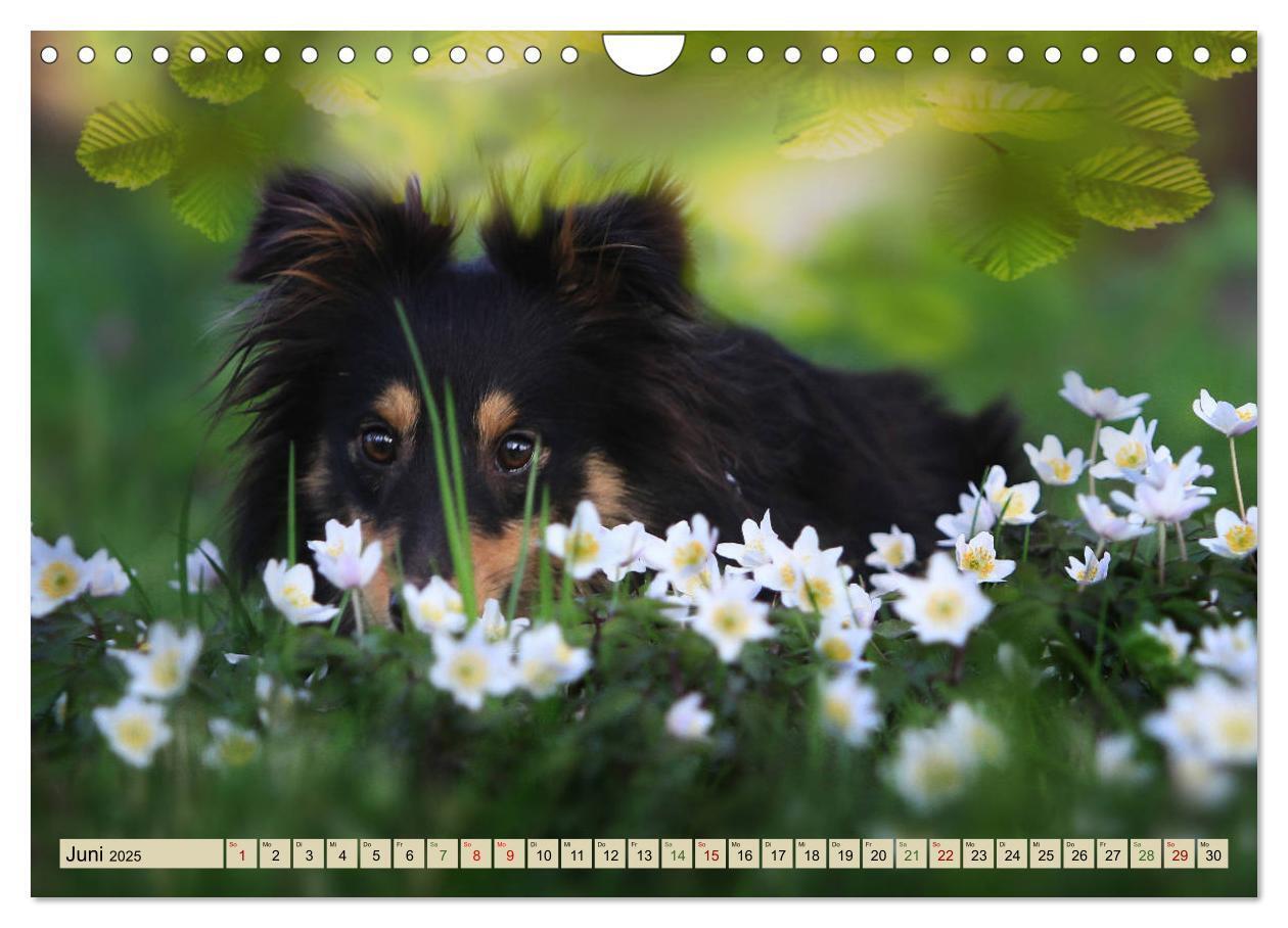 Bild: 9783435423705 | SHELTIES Liebe auf 4 Pfoten (Wandkalender 2025 DIN A4 quer),...