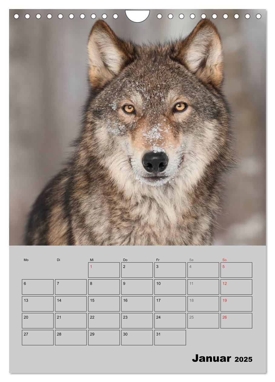 Bild: 9783457024201 | Wolf-Gesichter (Wandkalender 2025 DIN A4 hoch), CALVENDO...