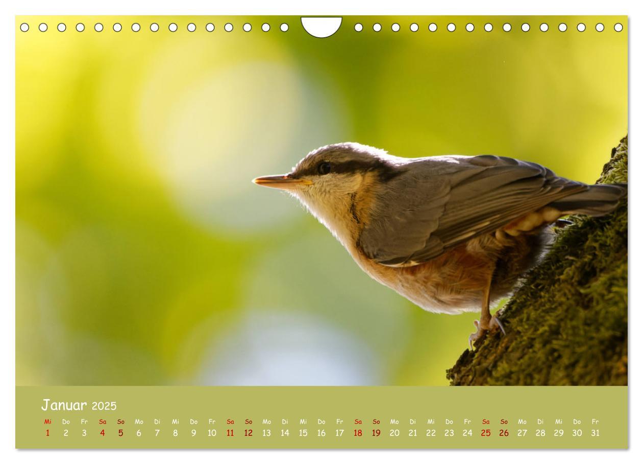 Bild: 9783383924484 | Der Kleiber - Ostfriesenfotografie und der Vogel-Zorro...