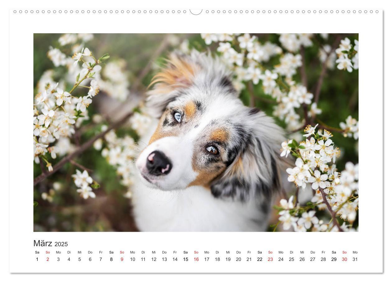 Bild: 9783435180615 | Herzensaussies - Australian Shepherd (Wandkalender 2025 DIN A2...