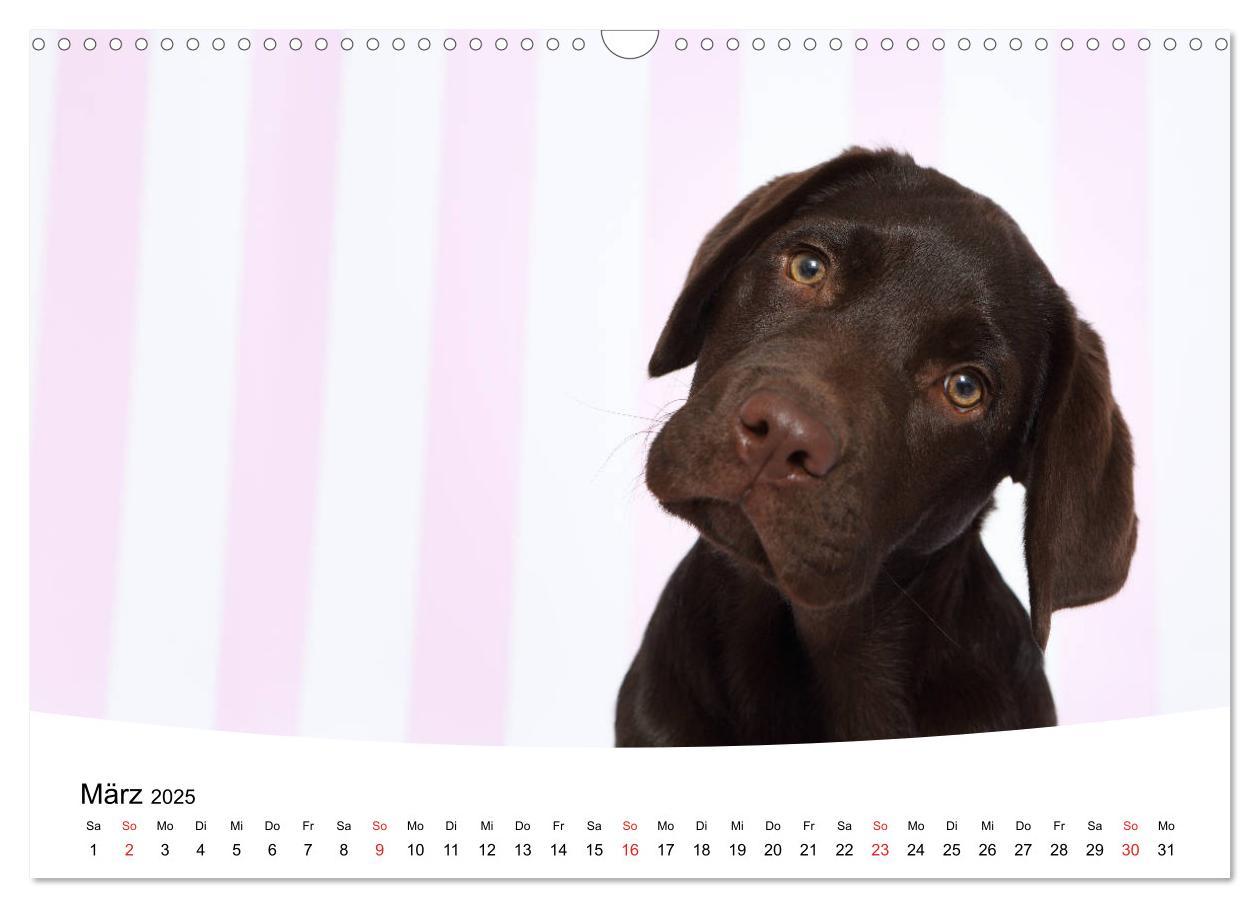 Bild: 9783435199266 | Labrador Welpen - Labrador Puppies (Wandkalender 2025 DIN A3 quer),...