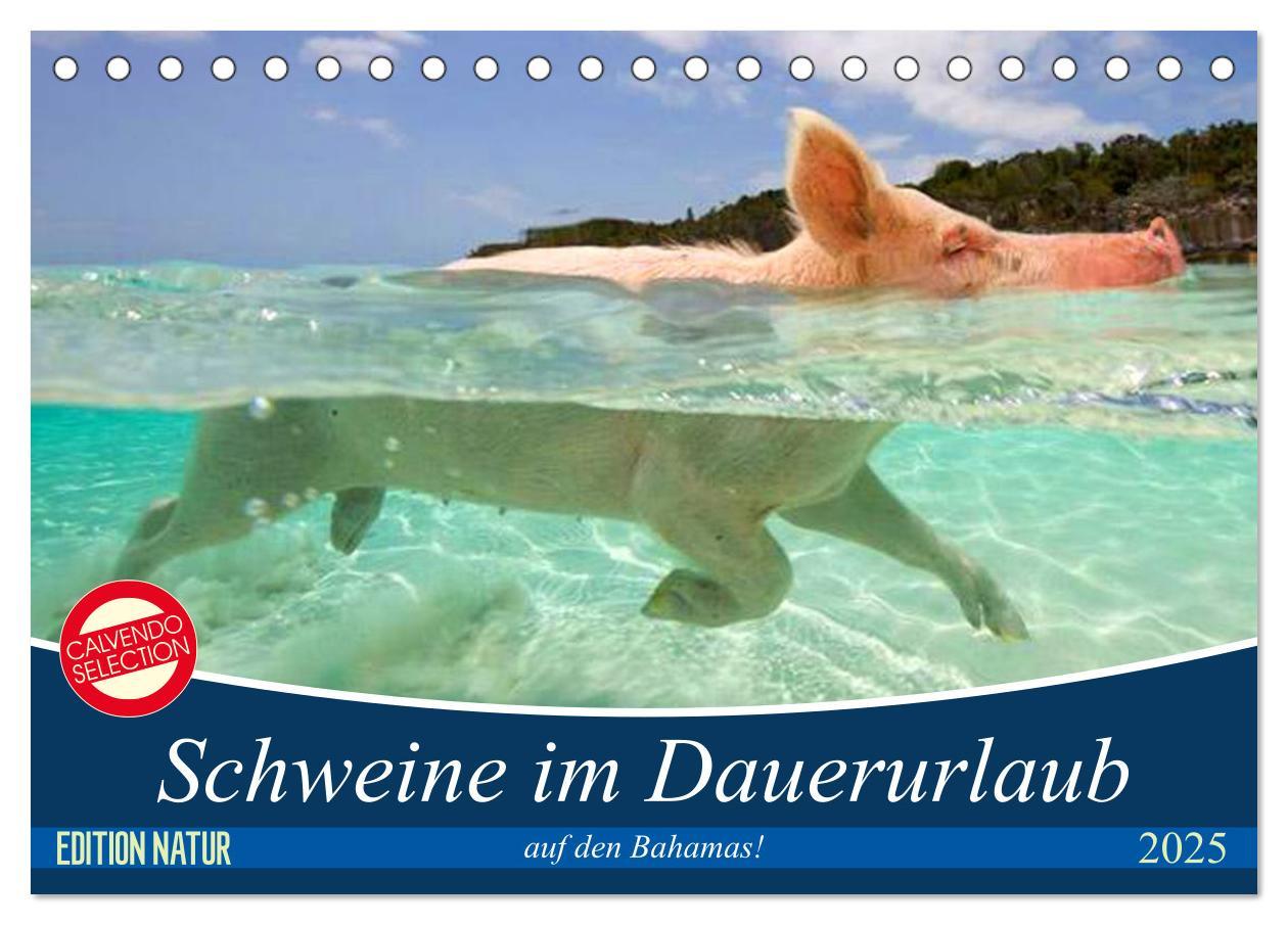 Cover: 9783435420278 | Schweine im Dauerurlaub auf den Bahamas! (Tischkalender 2025 DIN A5...