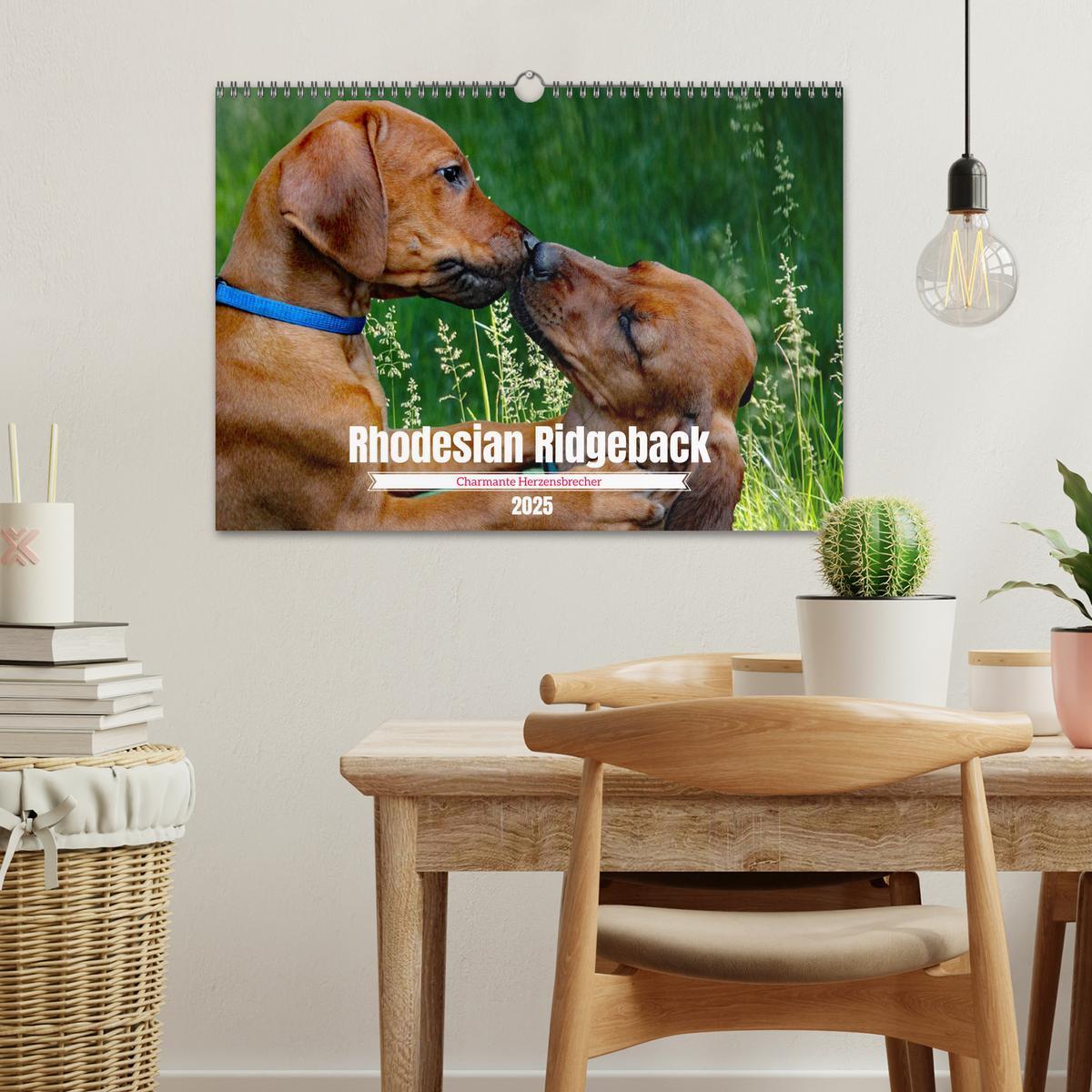 Bild: 9783383939457 | Rhodesian Ridgeback, Charmante Herzensbrecher (Wandkalender 2025...