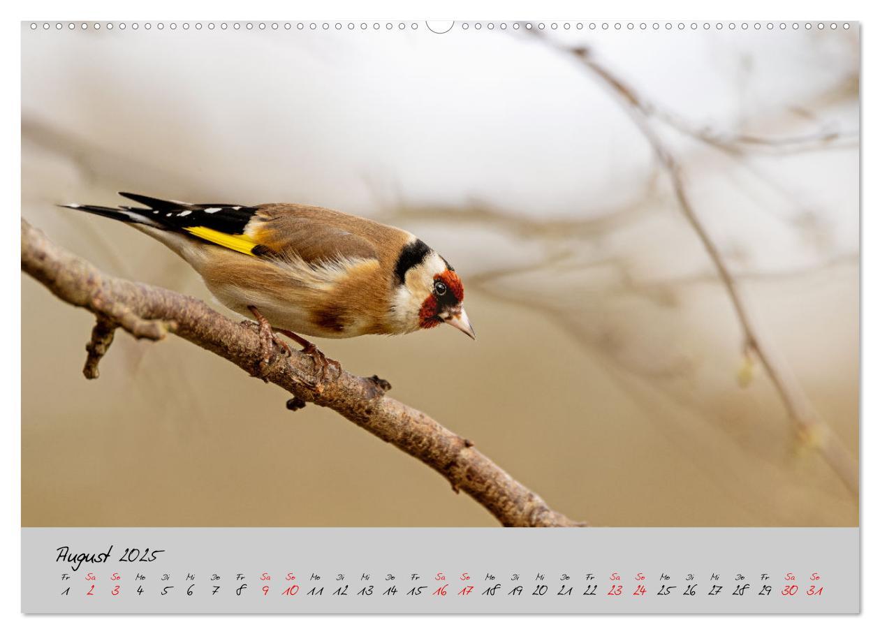 Bild: 9783435059508 | Bunte Vögel am Futterplatz (hochwertiger Premium Wandkalender 2025...