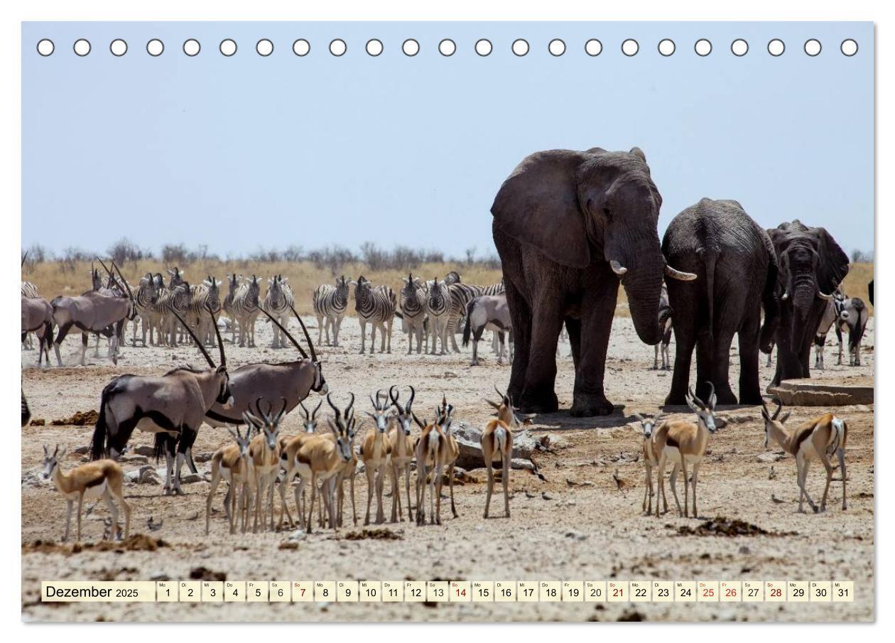 Bild: 9783435418237 | Afrika. Botswanas wundervolle Tierwelt (Tischkalender 2025 DIN A5...