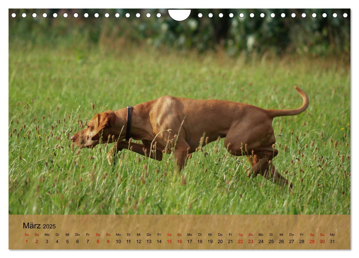 Bild: 9783435307920 | Magyar Vizsla - Ungarischer Vorstehhund (Wandkalender 2025 DIN A4...