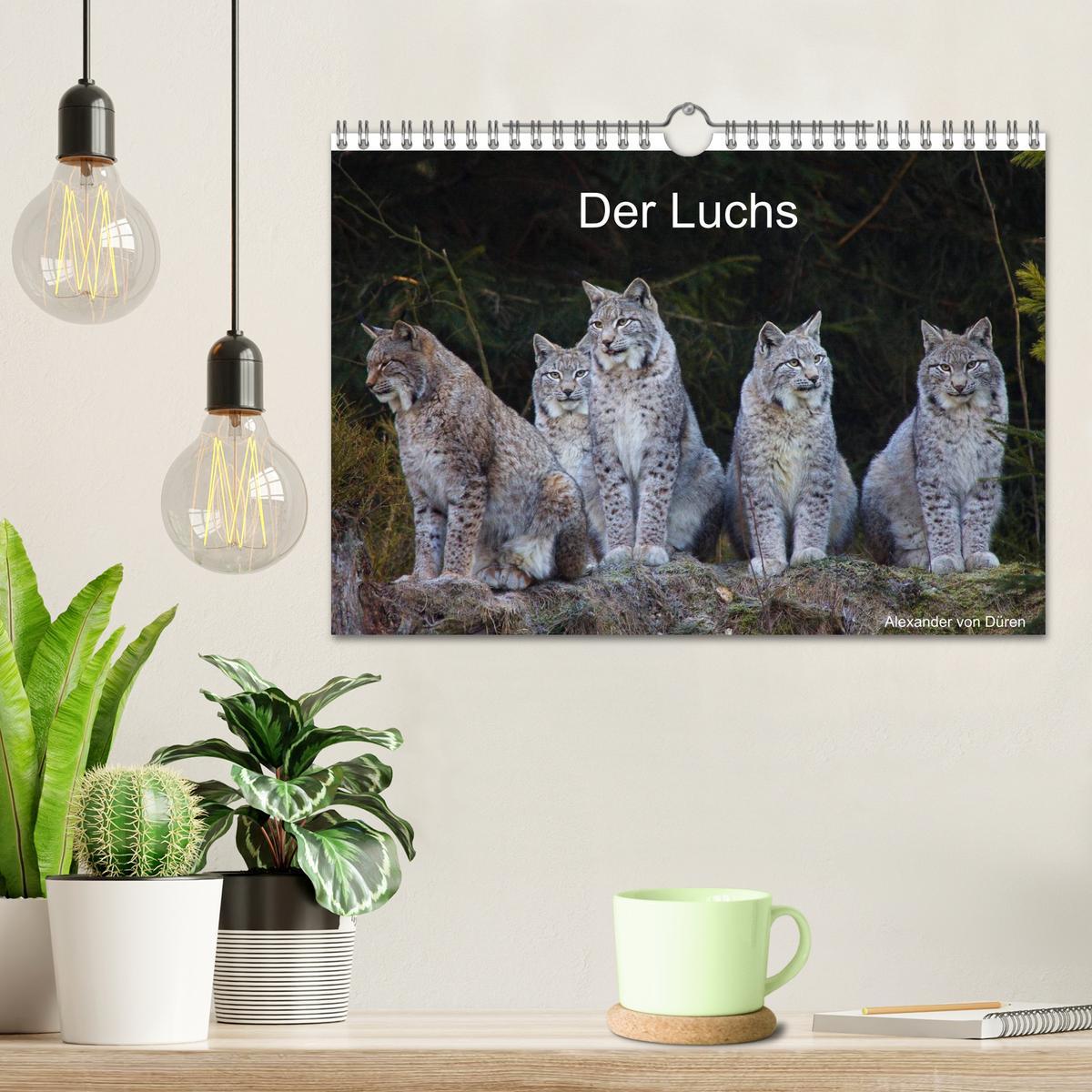 Bild: 9783435736645 | Der Luchs (Wandkalender 2025 DIN A4 quer), CALVENDO Monatskalender