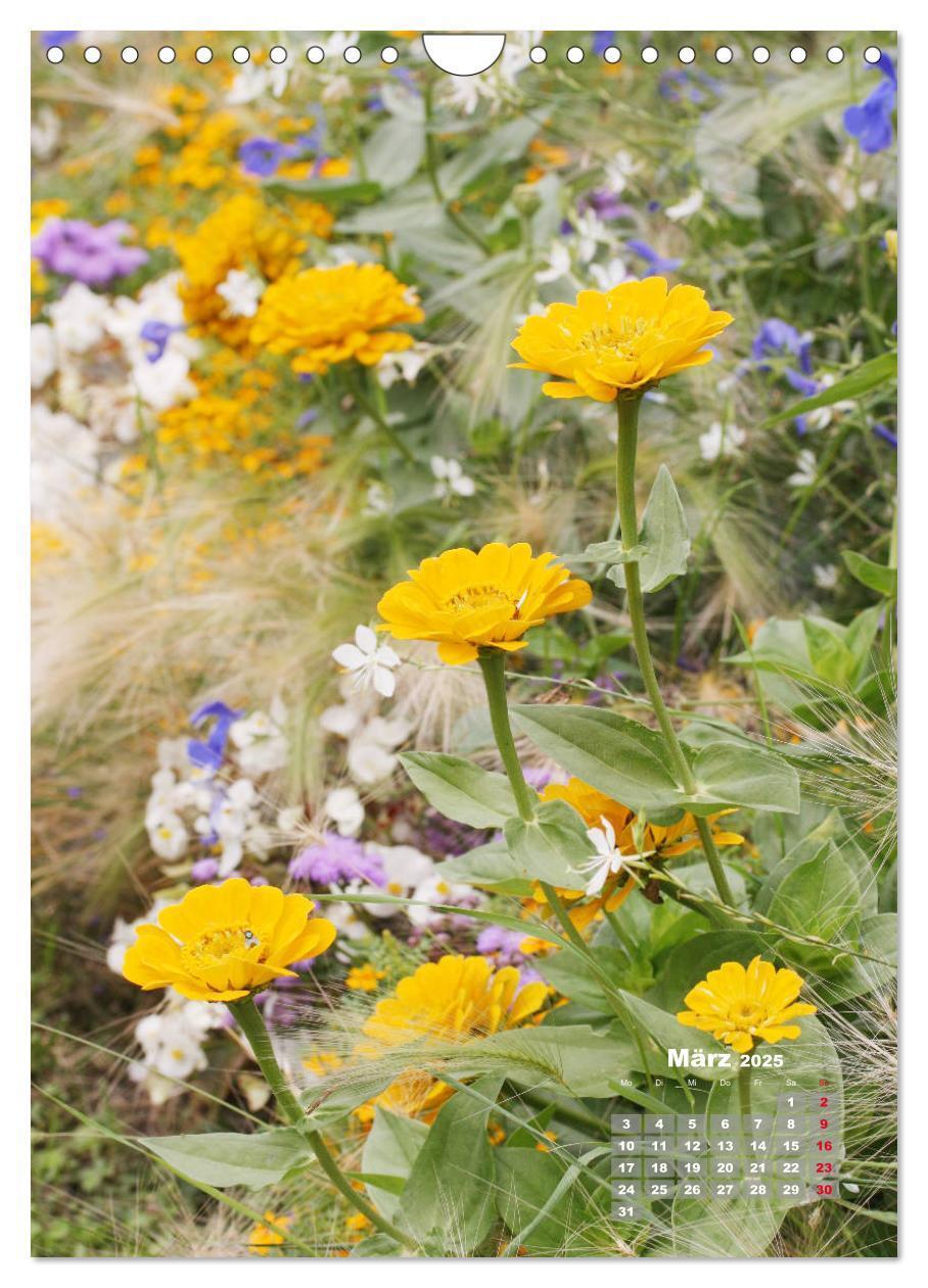 Bild: 9783435981908 | Zinnien im Garten (Wandkalender 2025 DIN A4 hoch), CALVENDO...