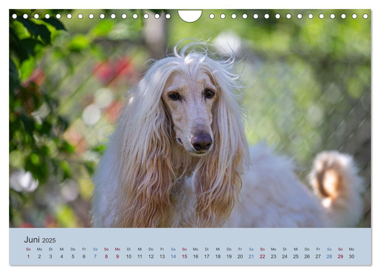 Bild: 9783435413706 | AFGHANISCHE WINDHUNDE 2025 (Wandkalender 2025 DIN A4 quer),...