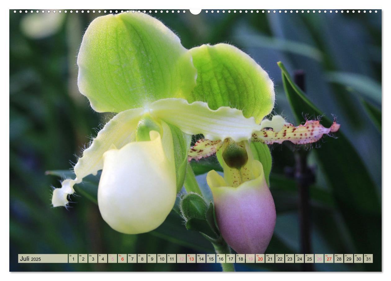 Bild: 9783383765100 | Beliebte Orchideen (Wandkalender 2025 DIN A2 quer), CALVENDO...