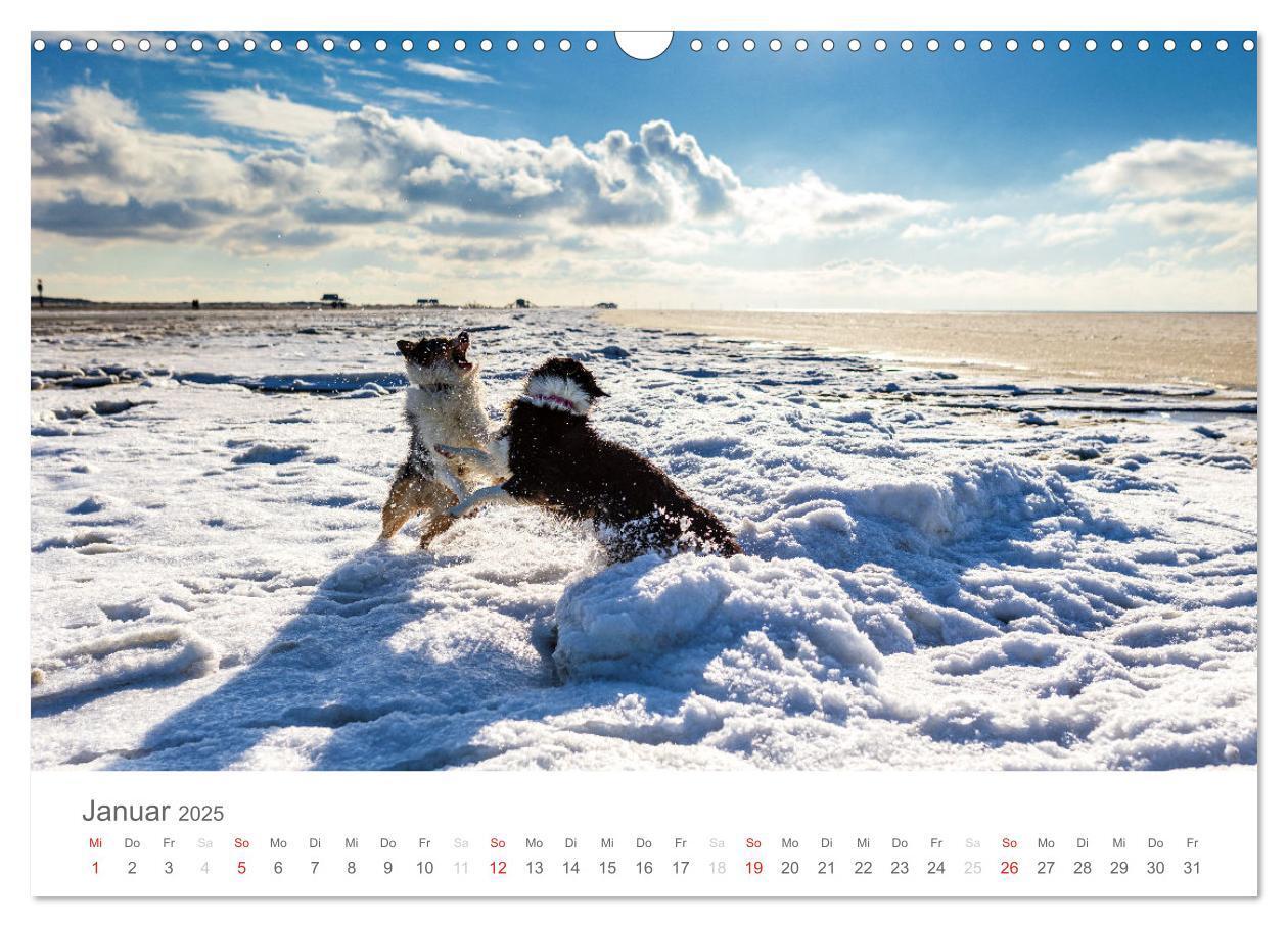 Bild: 9783435672639 | Australian Shepherd 2025 (Wandkalender 2025 DIN A3 quer), CALVENDO...