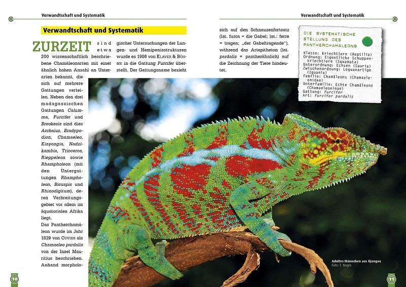 Bild: 9783866592308 | Das Pantherchamäleon | Furcifer pardalis | David Hellendrung | Buch