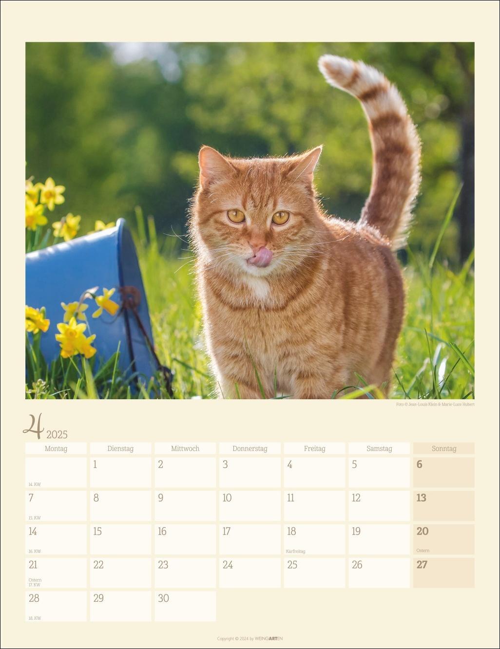 Bild: 9783839900505 | Katzen auf dem Lande Kalender 2025 | Kalender | Spiralbindung | 14 S.