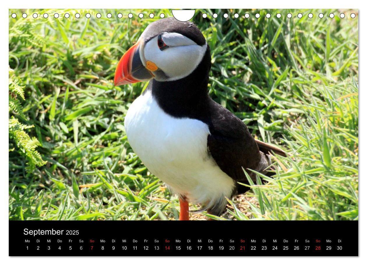 Bild: 9783435808038 | Puffins, Papageitauchern ganz nah (Wandkalender 2025 DIN A4 quer),...