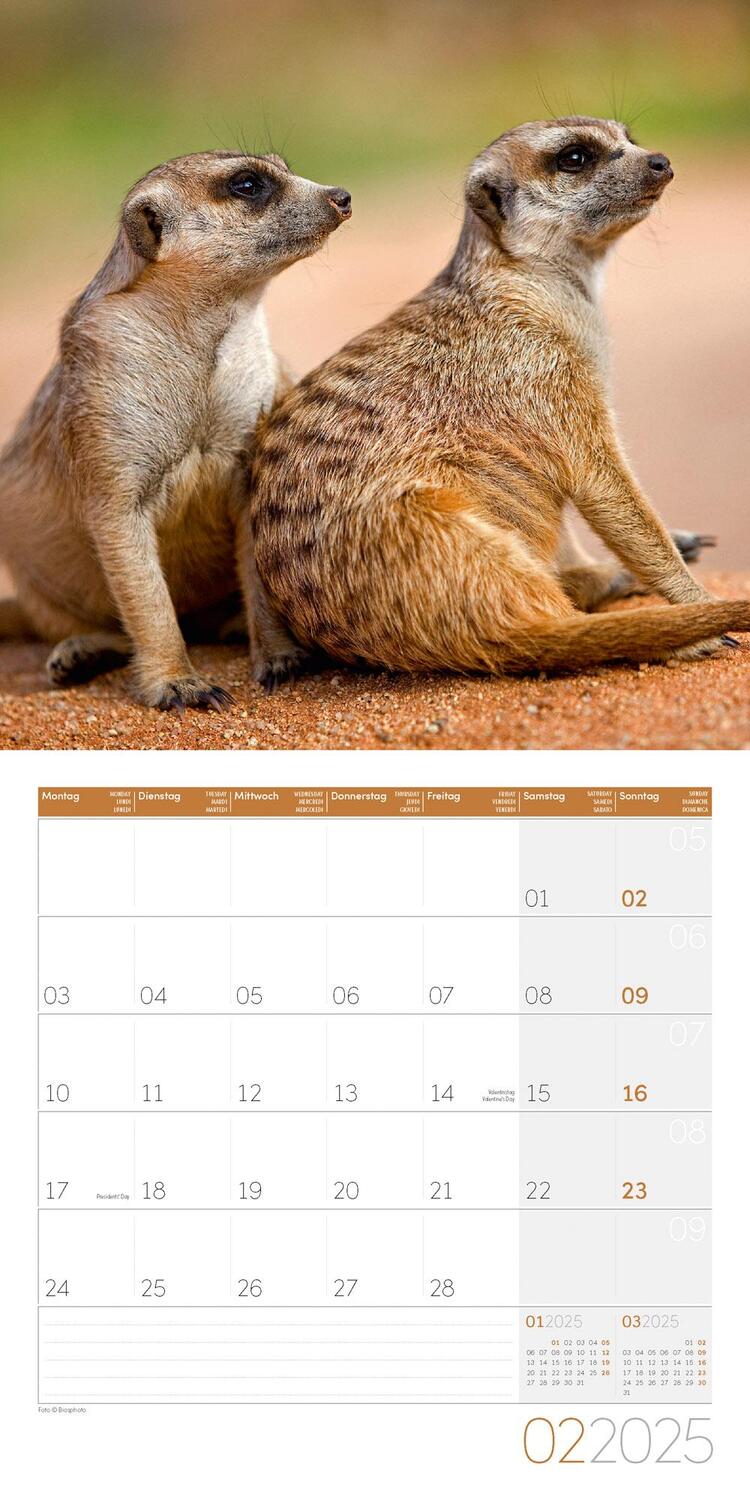 Bild: 9783838445328 | Erdmännchen Kalender 2025 - 30x30 | Ackermann Kunstverlag | Kalender