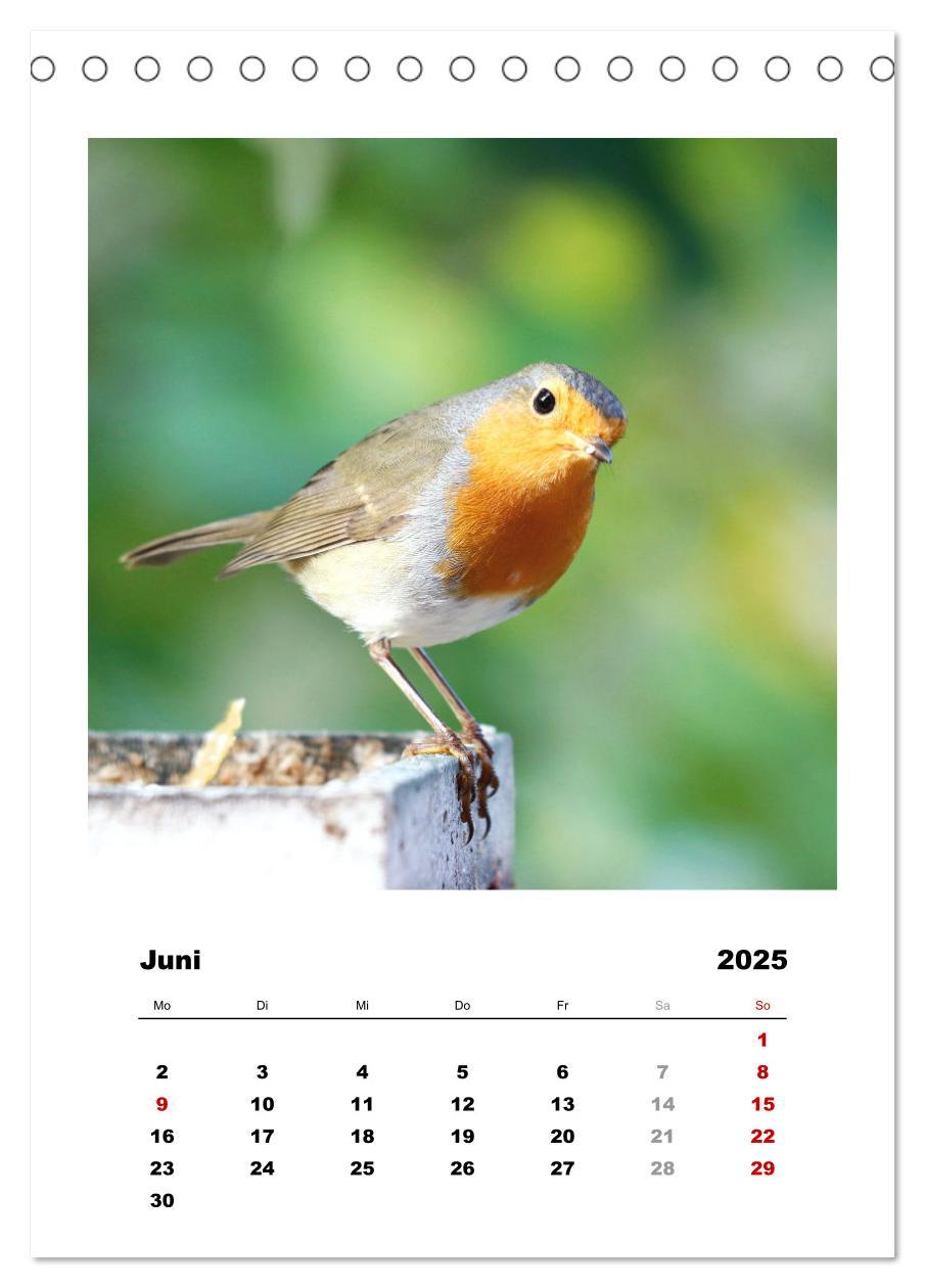 Bild: 9783435916948 | Rotkehlchen, süße kleine Knutschkugeln (Tischkalender 2025 DIN A5...