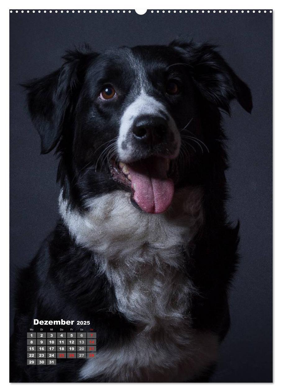 Bild: 9783457009321 | Treue Wegbegleiter, Hunde im Portrait. (Wandkalender 2025 DIN A2...