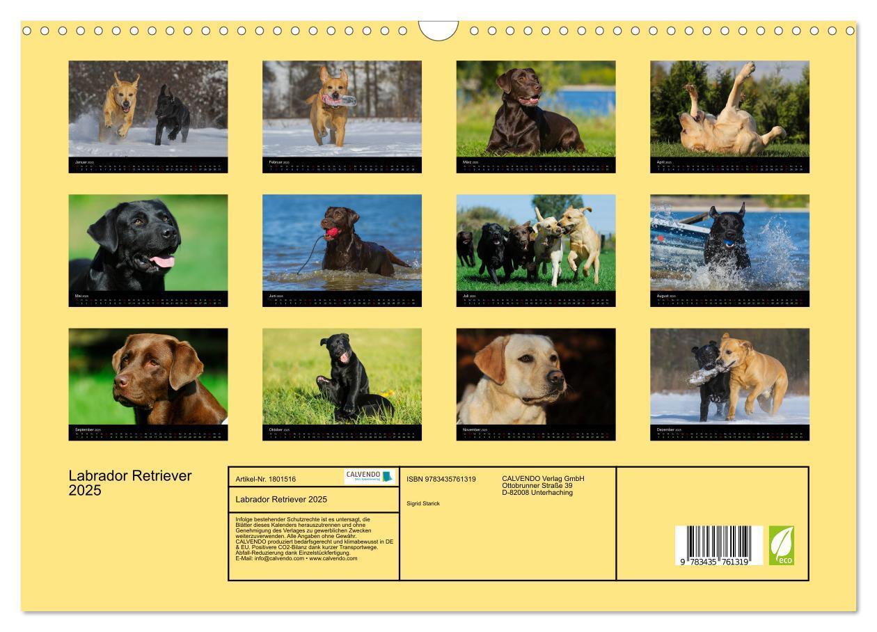 Bild: 9783435761319 | Labrador Retriever 2025 (Wandkalender 2025 DIN A3 quer), CALVENDO...