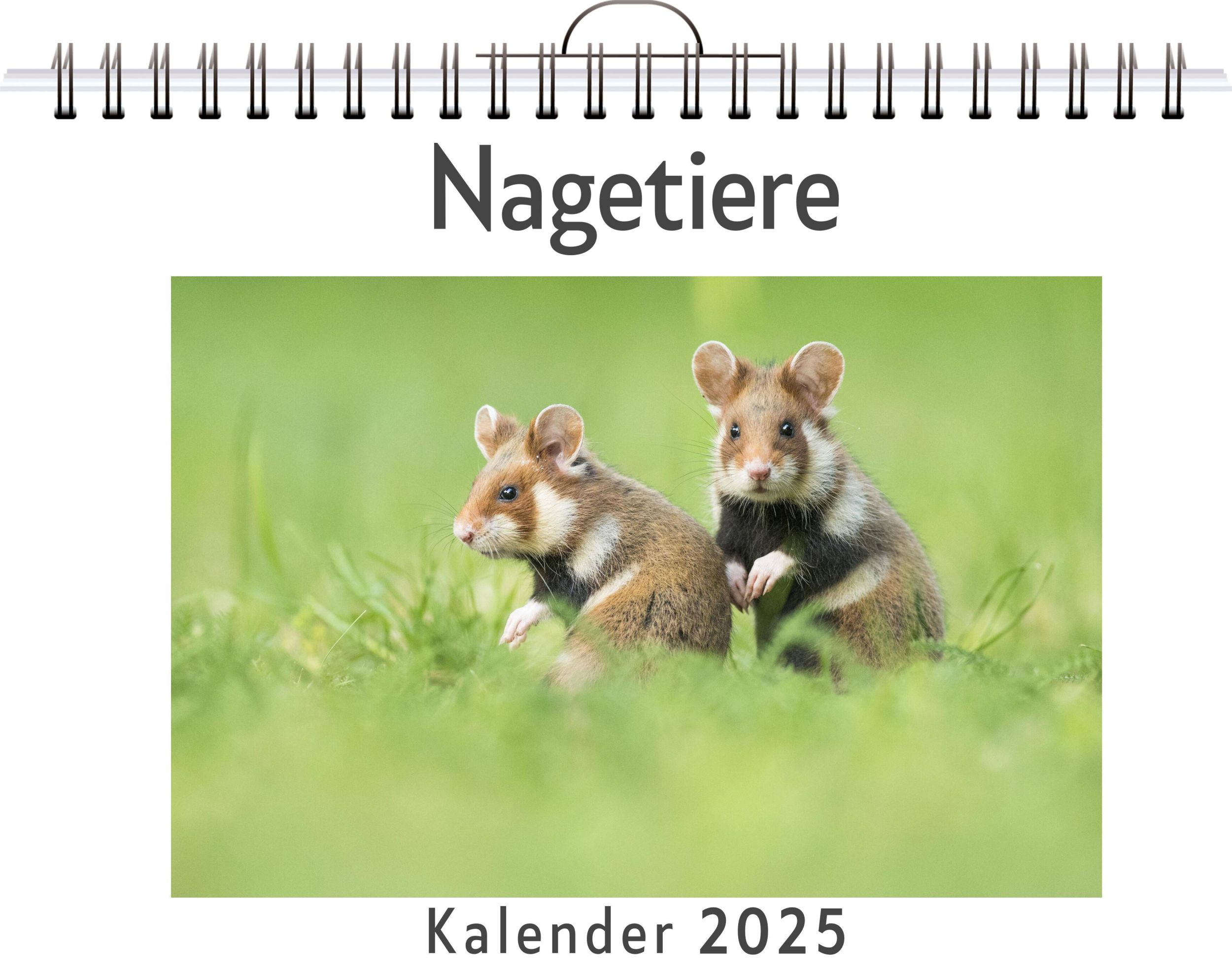 Cover: 9783759122148 | Nagetiere - (Wandkalender 2025, Kalender DIN A4 quer,...