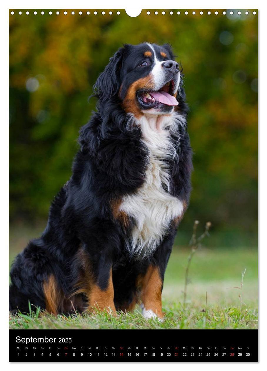 Bild: 9783457069172 | Berner Sennenhund 2025 (Wandkalender 2025 DIN A3 hoch), CALVENDO...