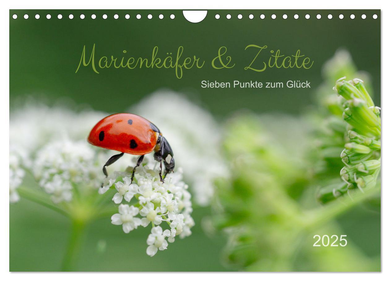 Cover: 9783435010653 | Marienkäfer &amp; Zitate - Sieben Punkte zum Glück (Wandkalender 2025...