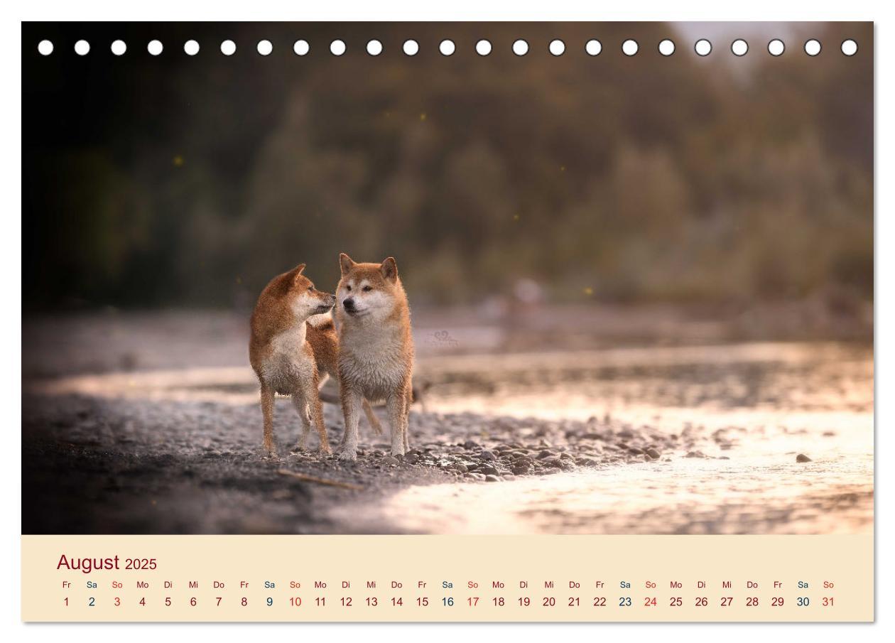 Bild: 9783457234181 | Shiba Inu - mutig, treu, selbstbewusst (Tischkalender 2025 DIN A5...