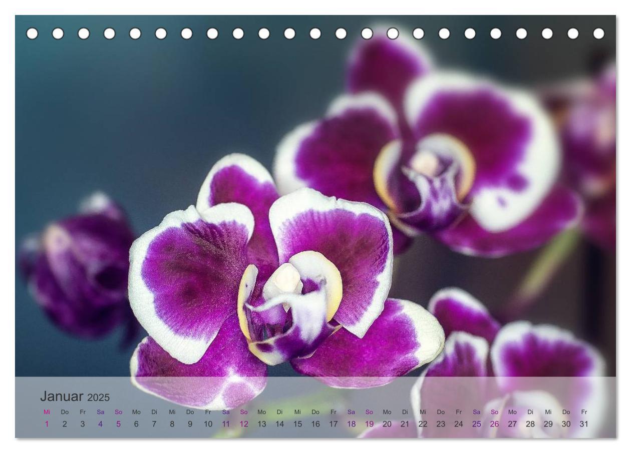 Bild: 9783435688425 | Phalaenopsis - die zauberhafte Welt der Orchideen (Tischkalender...