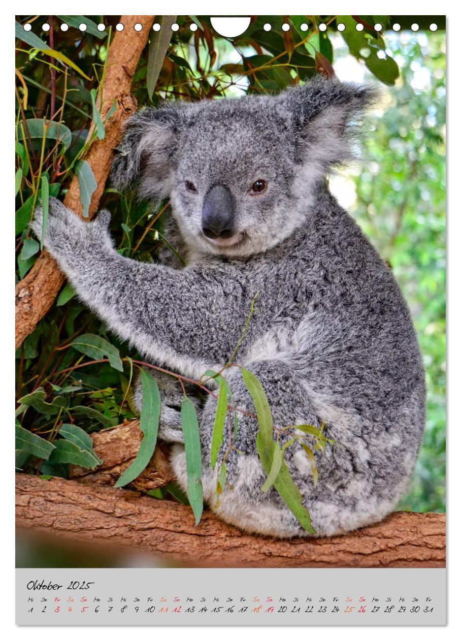 Bild: 9783435950577 | Koala, kleiner Bär (Wandkalender 2025 DIN A4 hoch), CALVENDO...