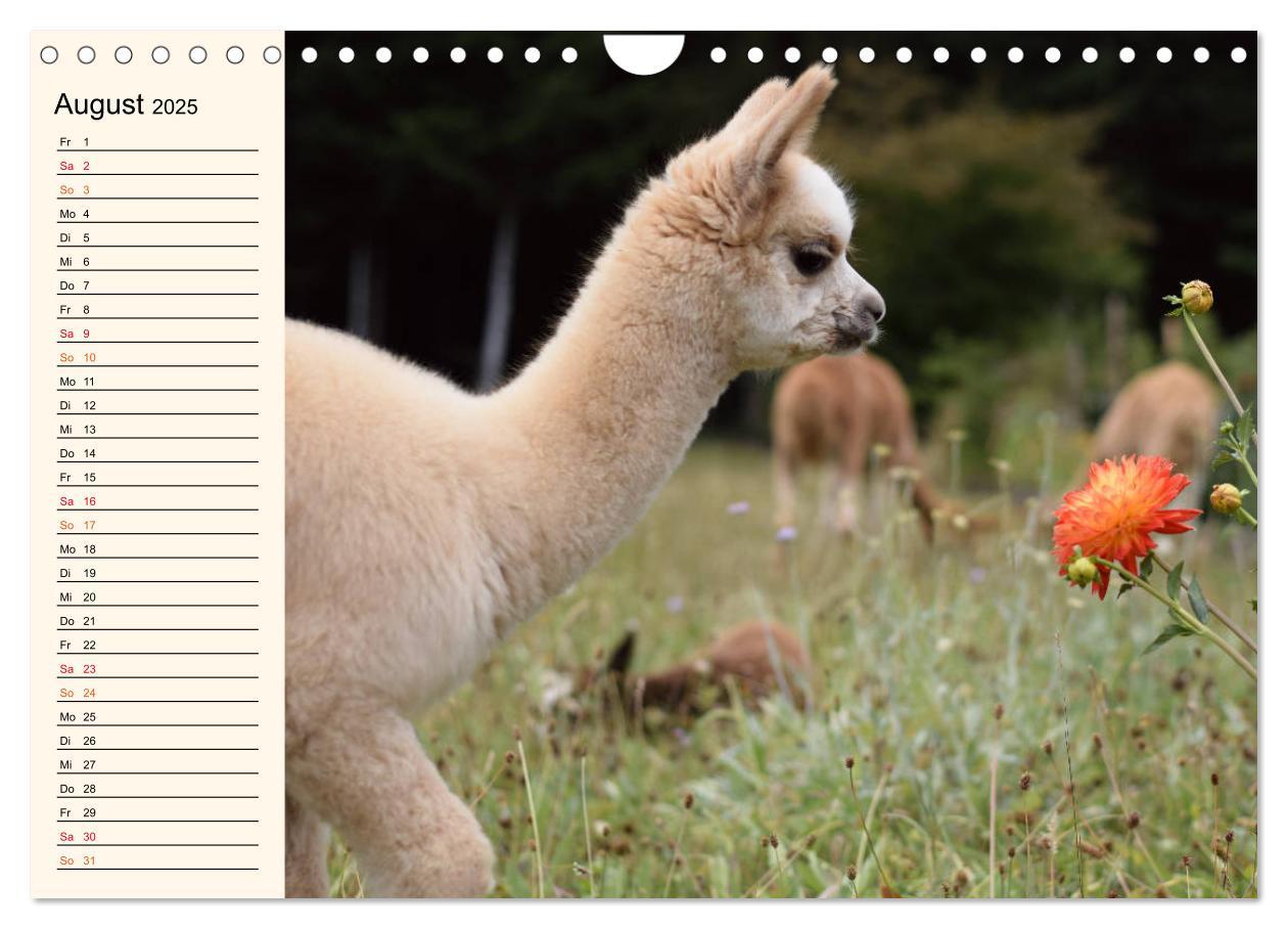 Bild: 9783435301652 | Alpakas im Blumenzauber (Wandkalender 2025 DIN A4 quer), CALVENDO...