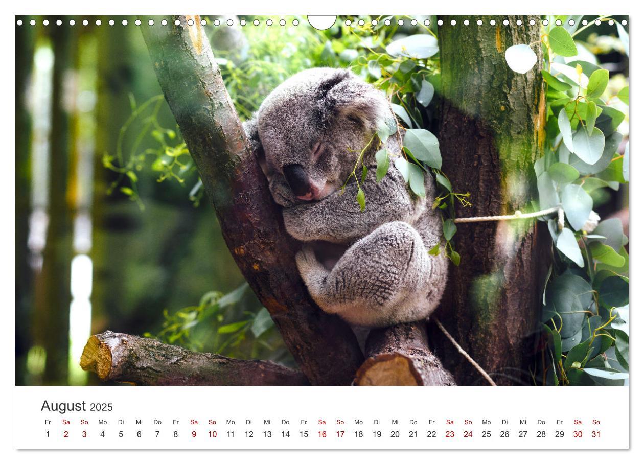 Bild: 9783383928413 | Knuffige Koalabären (Wandkalender 2025 DIN A3 quer), CALVENDO...