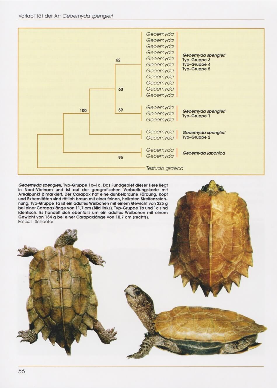 Bild: 9783937285504 | Zacken-Erdschildkröten | Ingo Schäfer | Buch | Terrarien Bibliothek