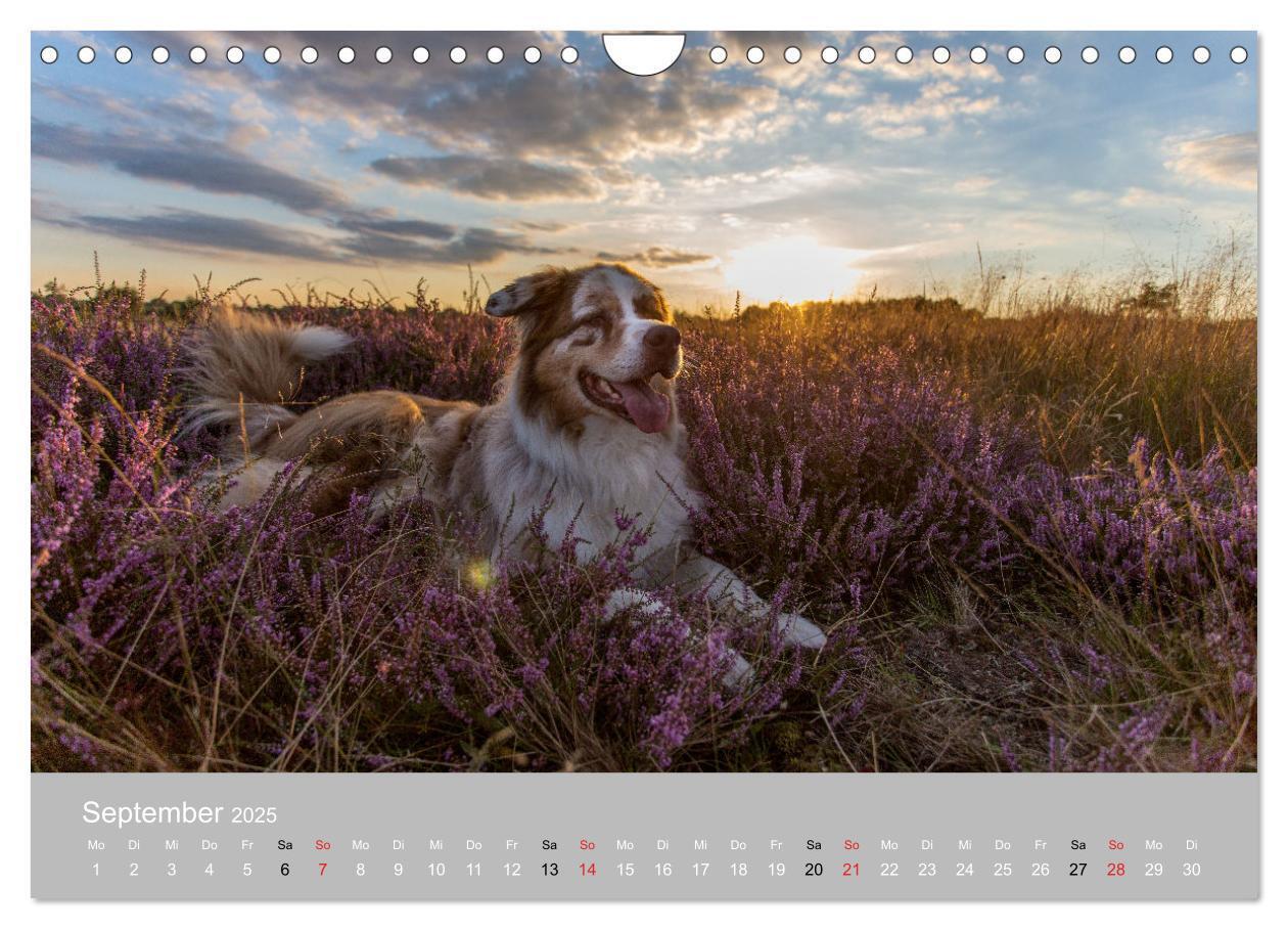 Bild: 9783435673247 | Australian Shepherd 2025 (Wandkalender 2025 DIN A4 quer), CALVENDO...